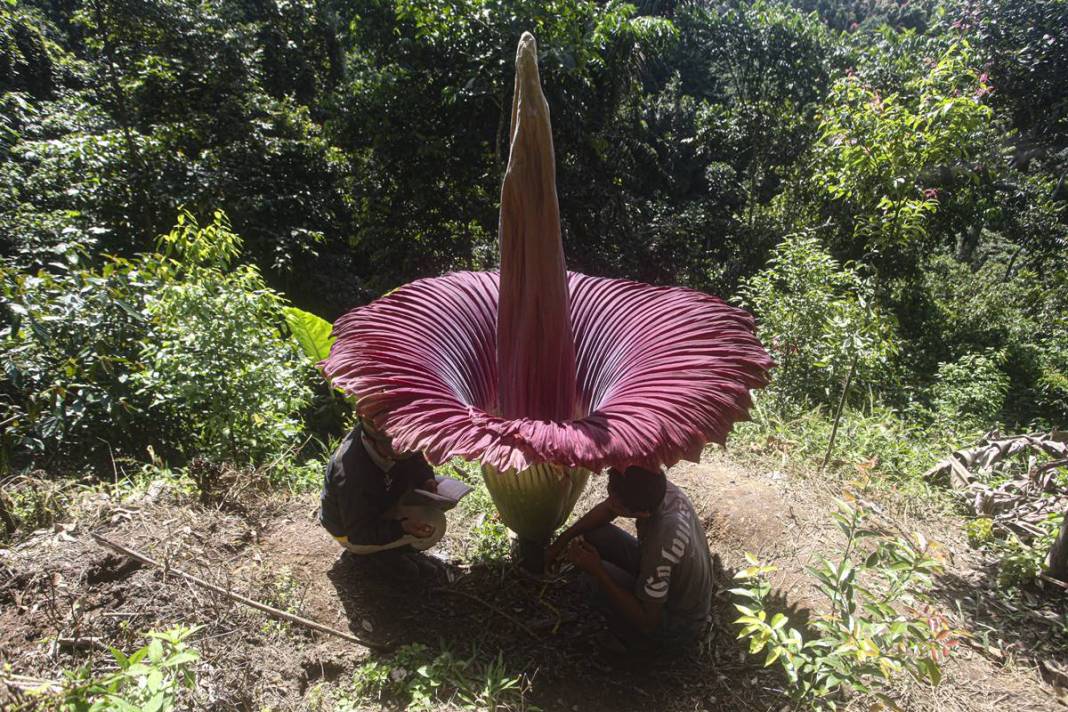 Dünyanın en kötü kokulu 'leş çiçeği' açtı! Kokudan kimse yanına yaklaşamıyor 7